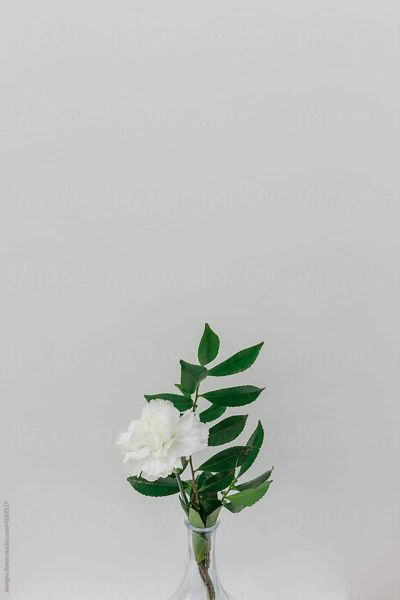 White flowers in a vase.