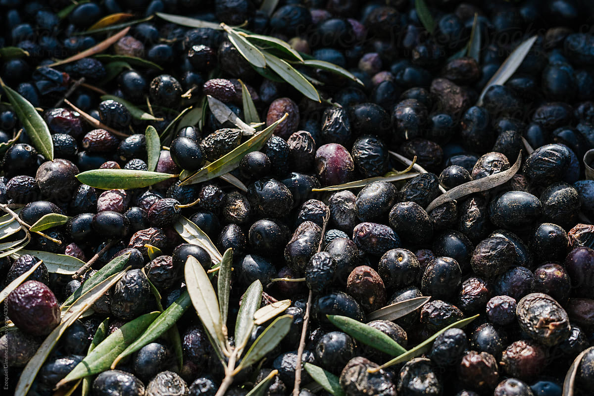 Fresh ripe harvested black olives in farm