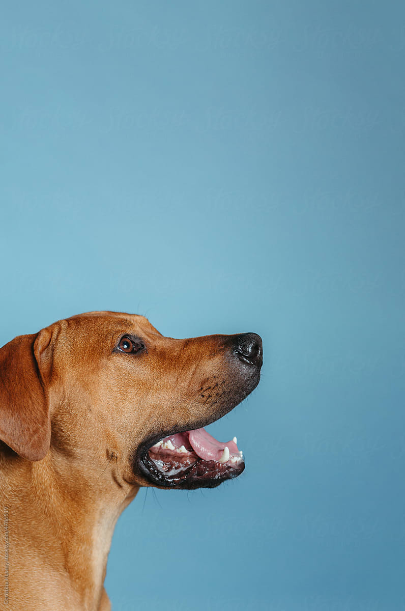 Side View of Large Breed Dog Profile on Blue Background