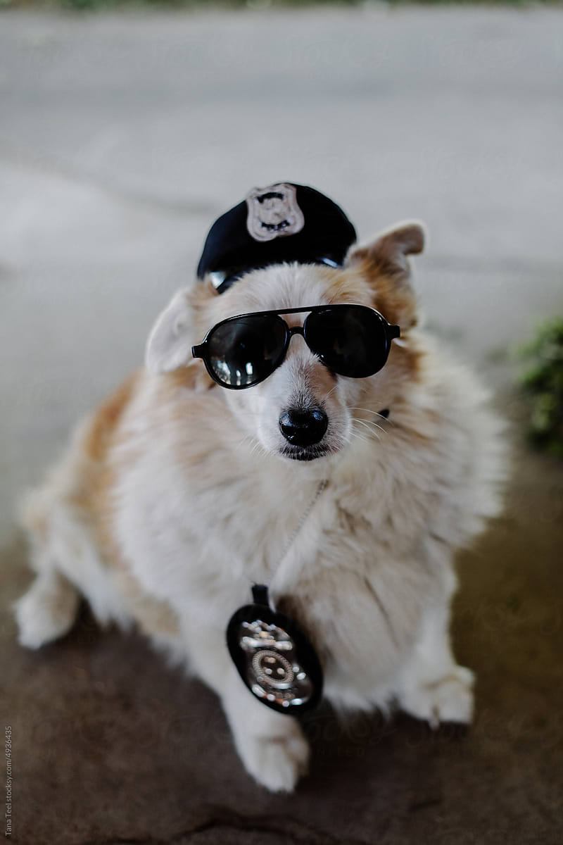 corgi dressed as police officer for Halloween