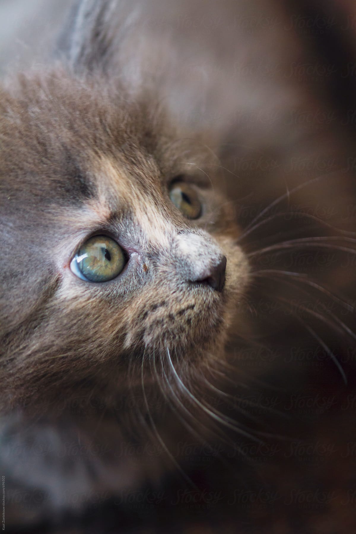 Grey/brown Maine Coon Kitten