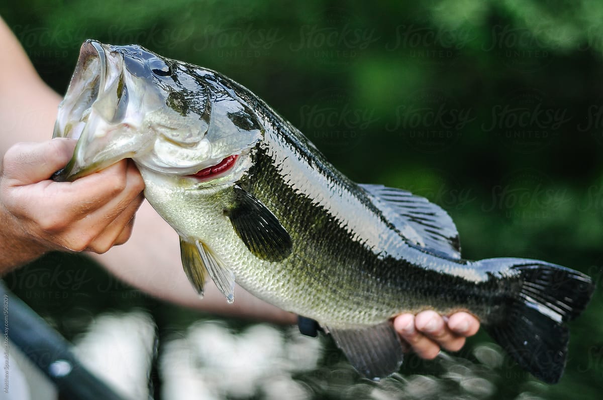 Holding Largemouth Bass Fish By Mouth Caught On Hook While Fishing by  Stocksy Contributor Matthew Spaulding - Stocksy