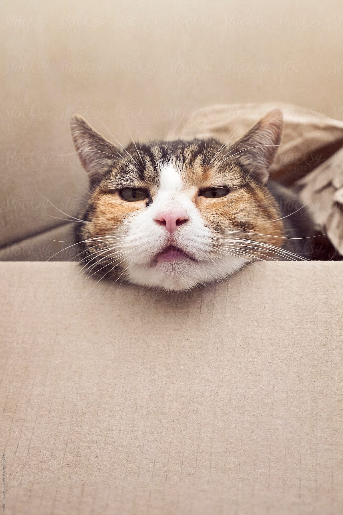 Cat looking out of box with smug expression