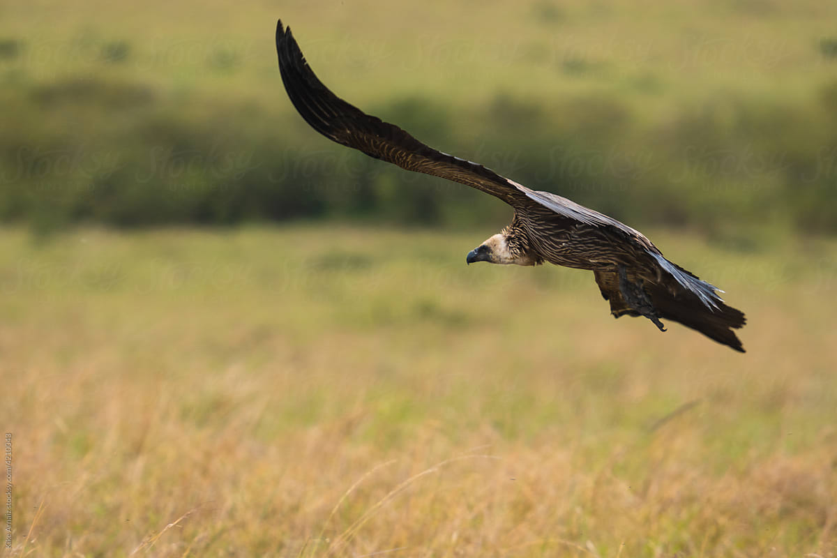 Vulture flying over field