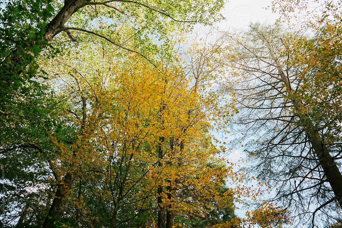 Sky Inbetween Autumn Trees