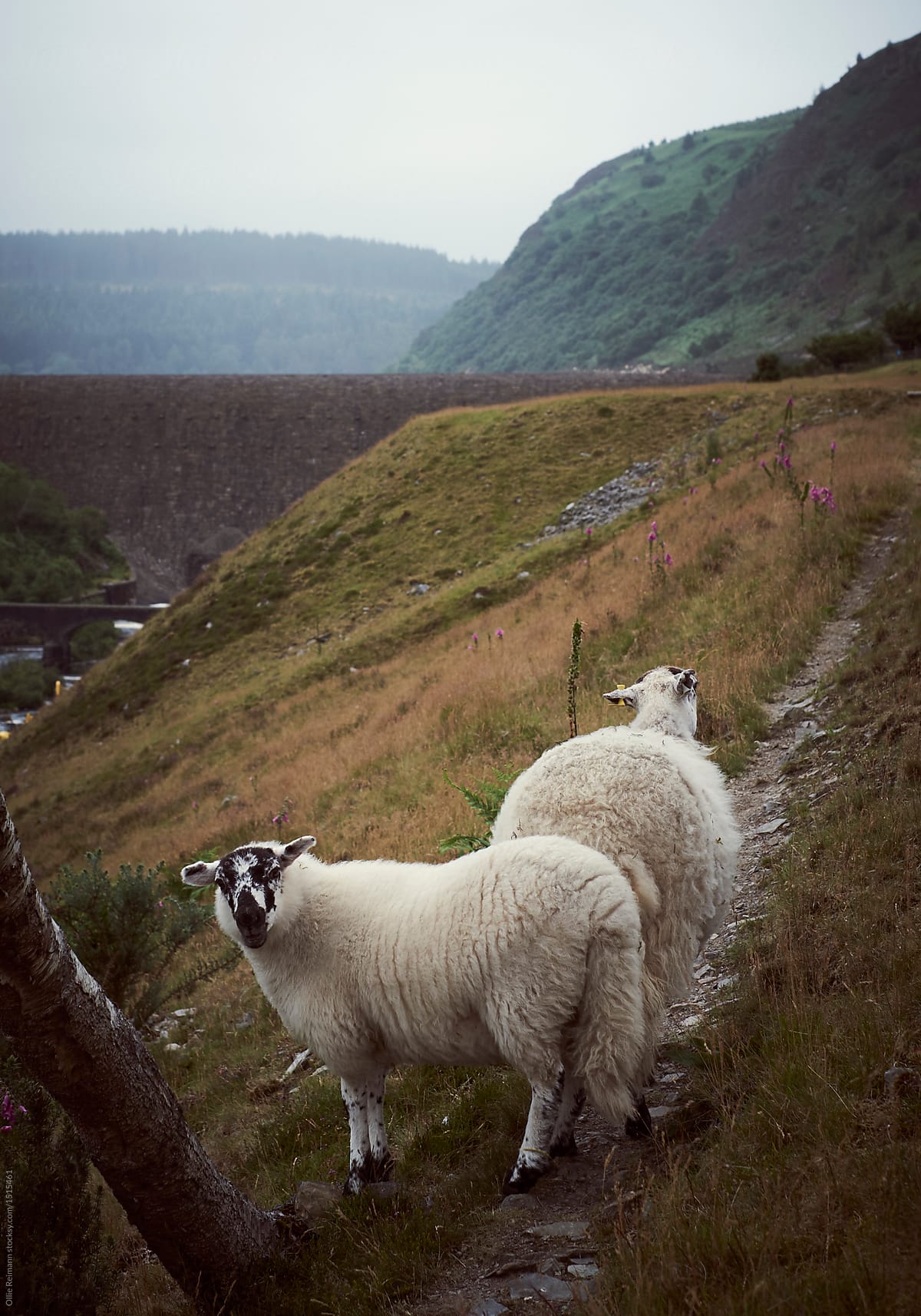 Hill sheep