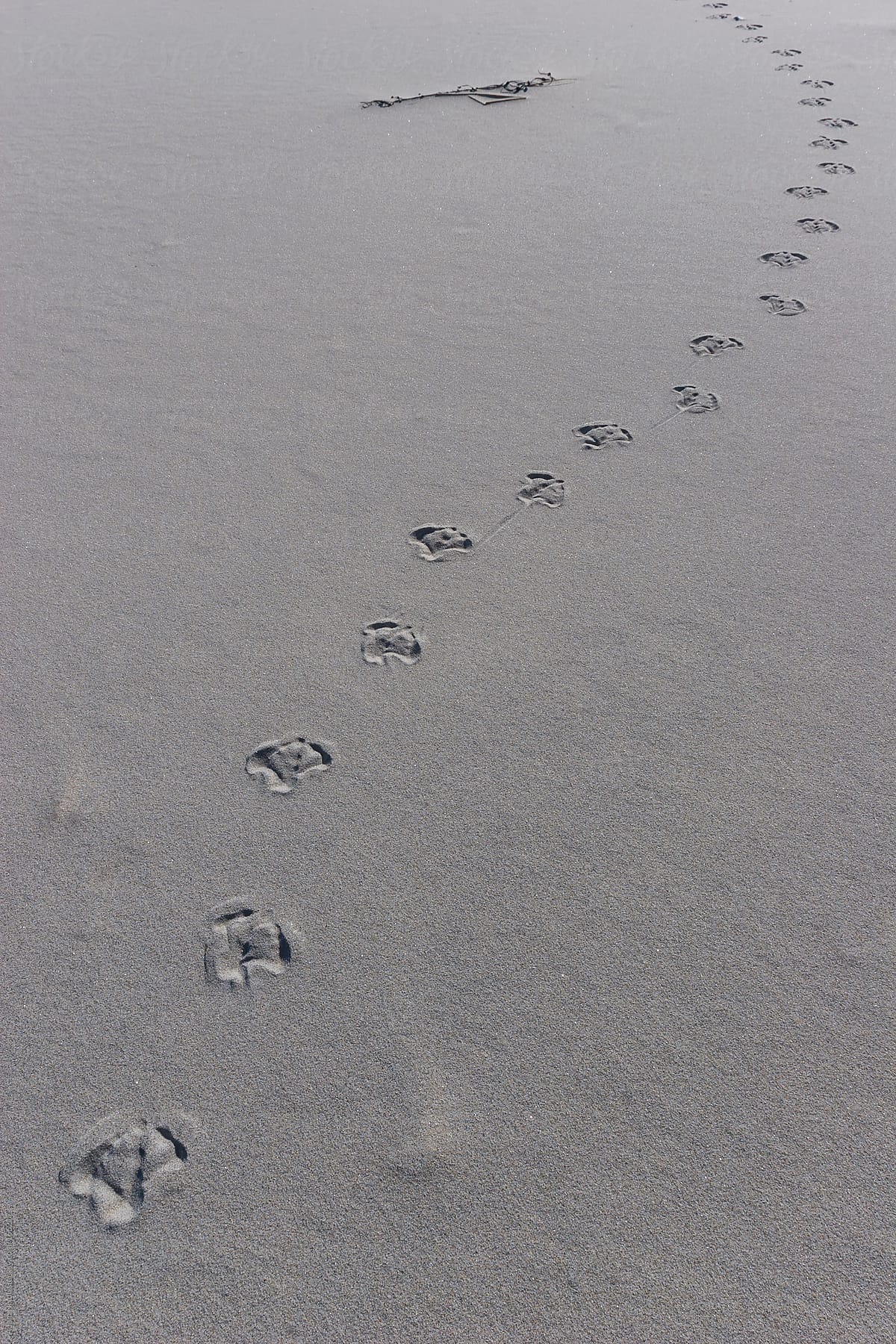 Animal Foot Prints in the Sand