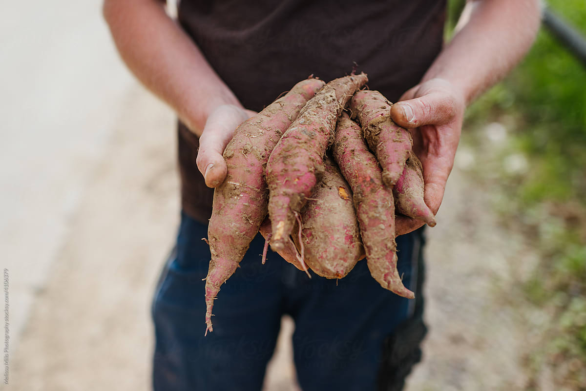 Farmer holding sweet potatoes