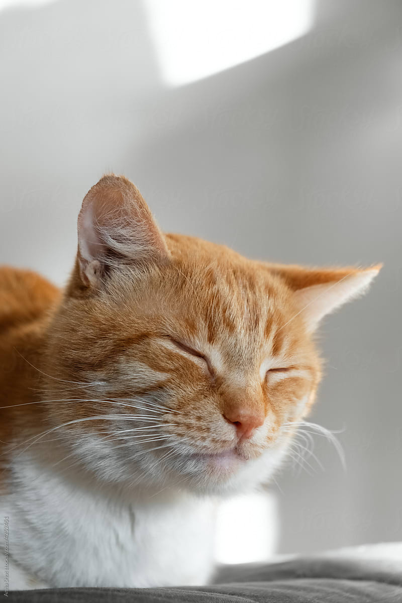 Red cat sleeping