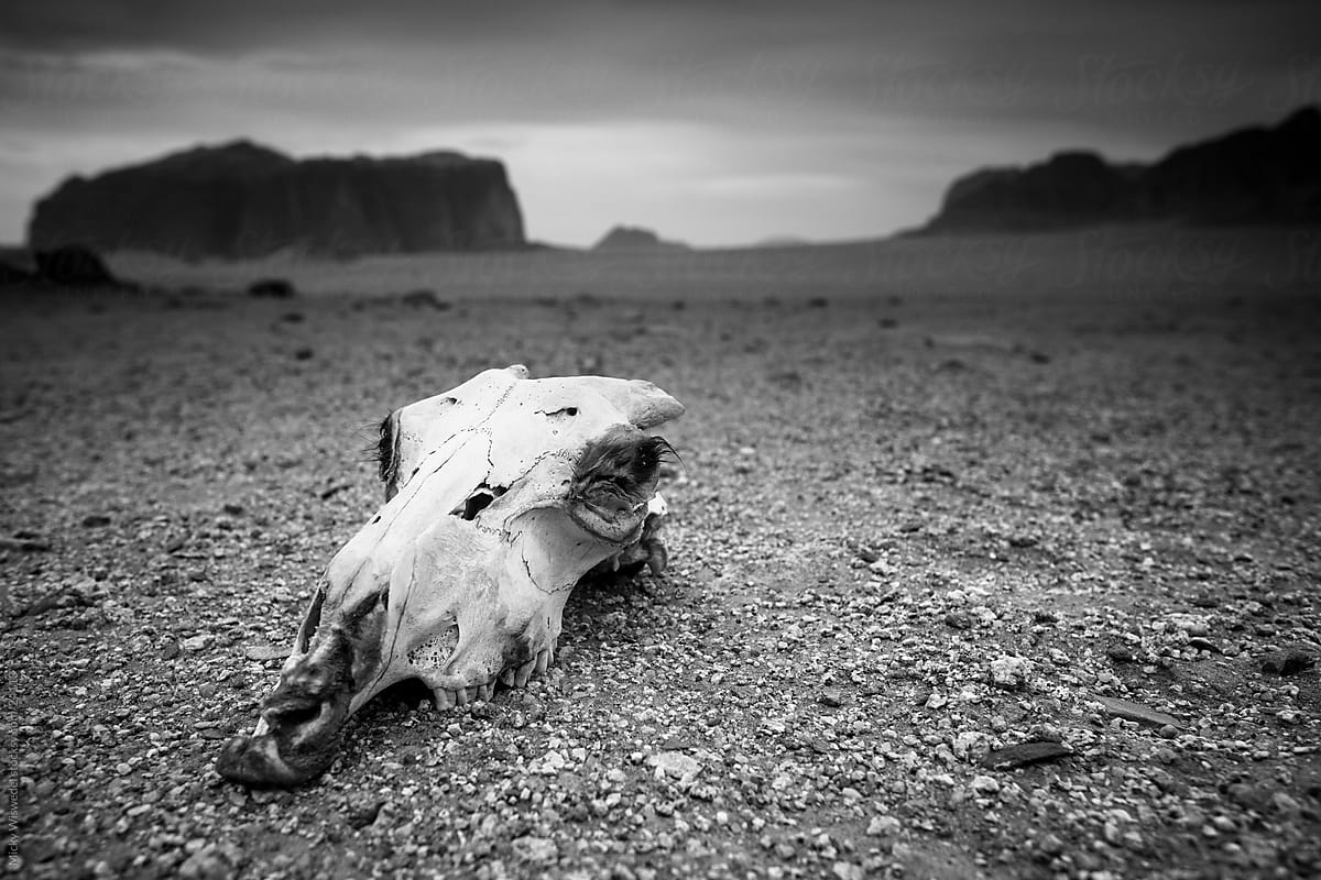 Desert Skull