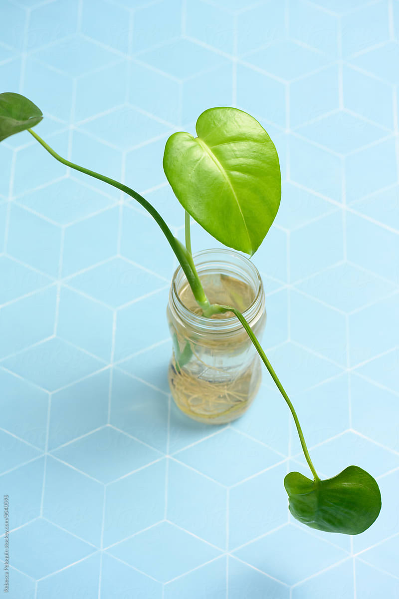 Green monstera in glass jar on blue tile background