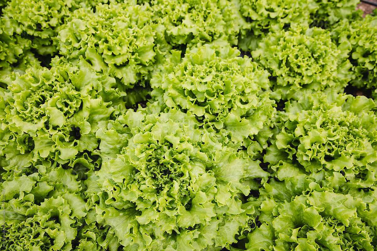 Curly salad grown in a organic greenhouses