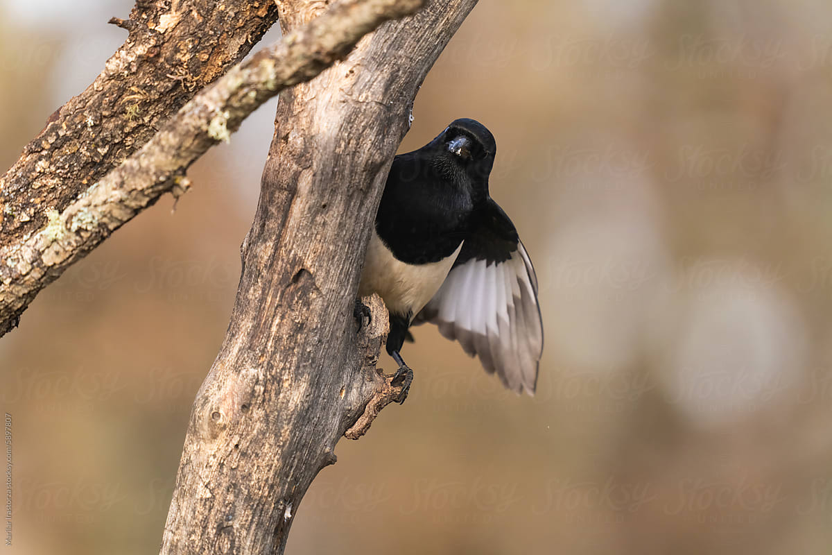 Magpie Showing The Inside Of Its Wing