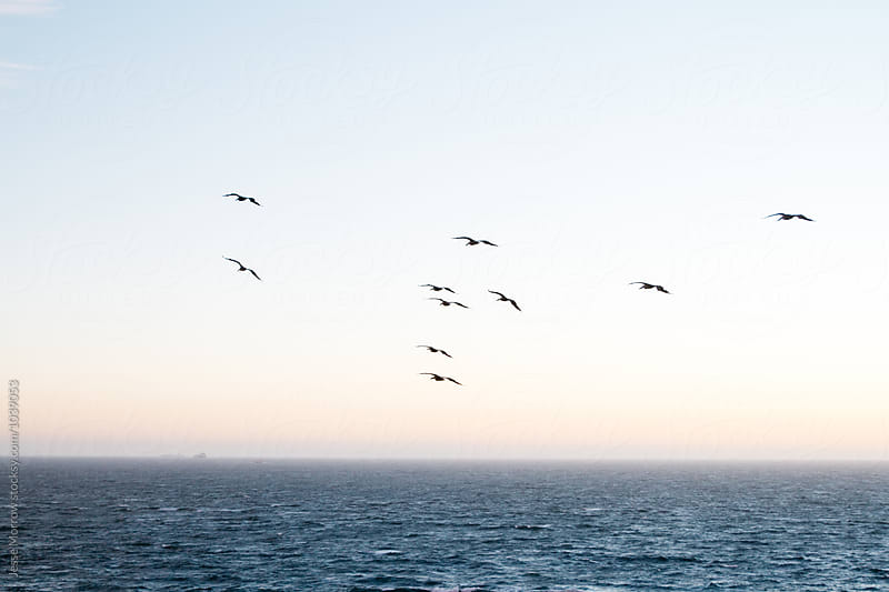 pelican birds flying above ocean water at sunset
