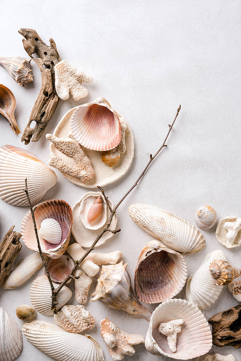 Still life of sea shells