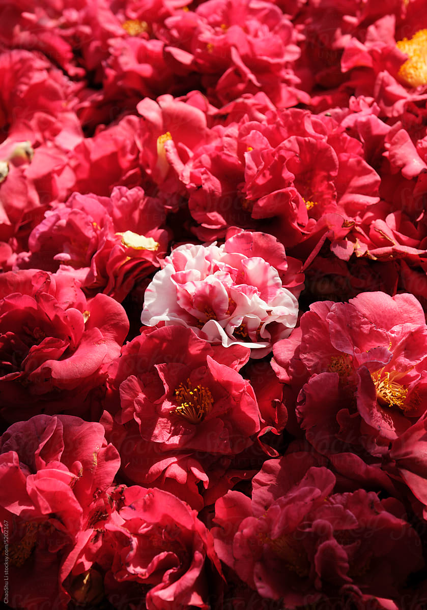 Freshly picked camellias spread to dry on the stone table in garden