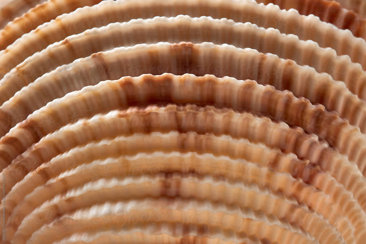 Natural pattern of sea shell, macro shot.