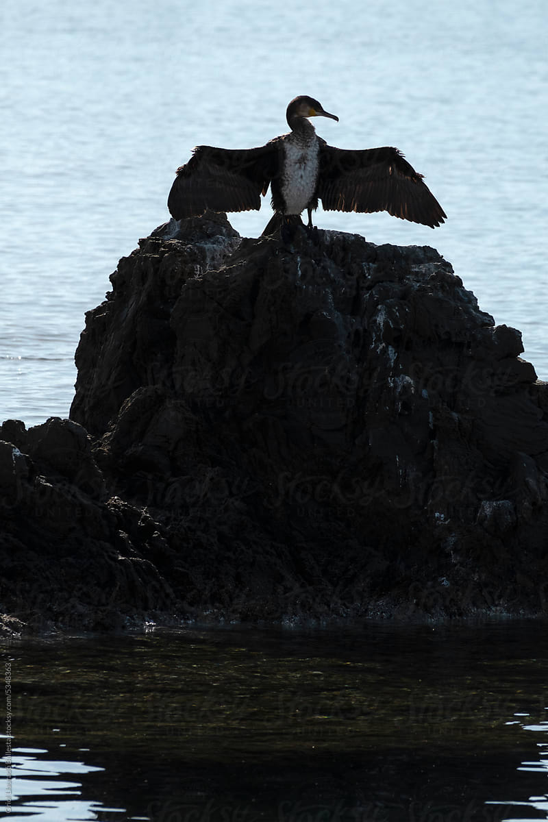 Cormorant Bird Spreading Its Wings