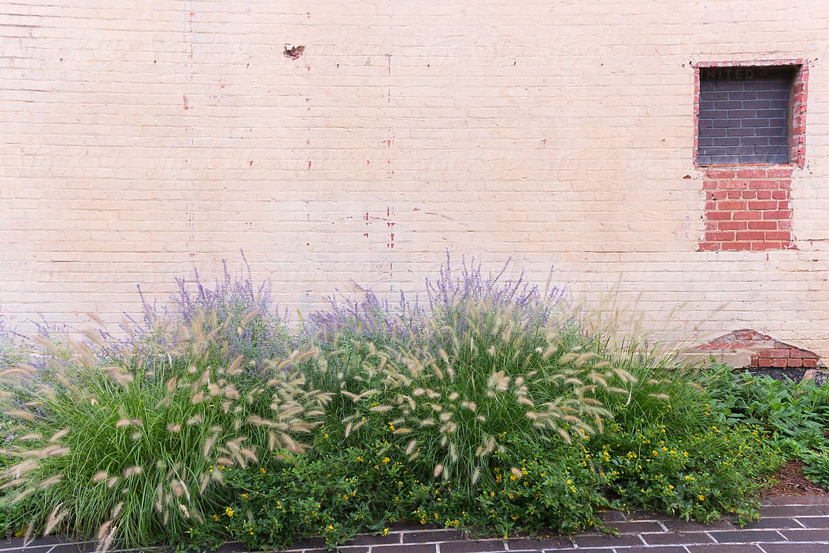 Grasses and Lavendar Planted In Front of A Painted Brick Wall.