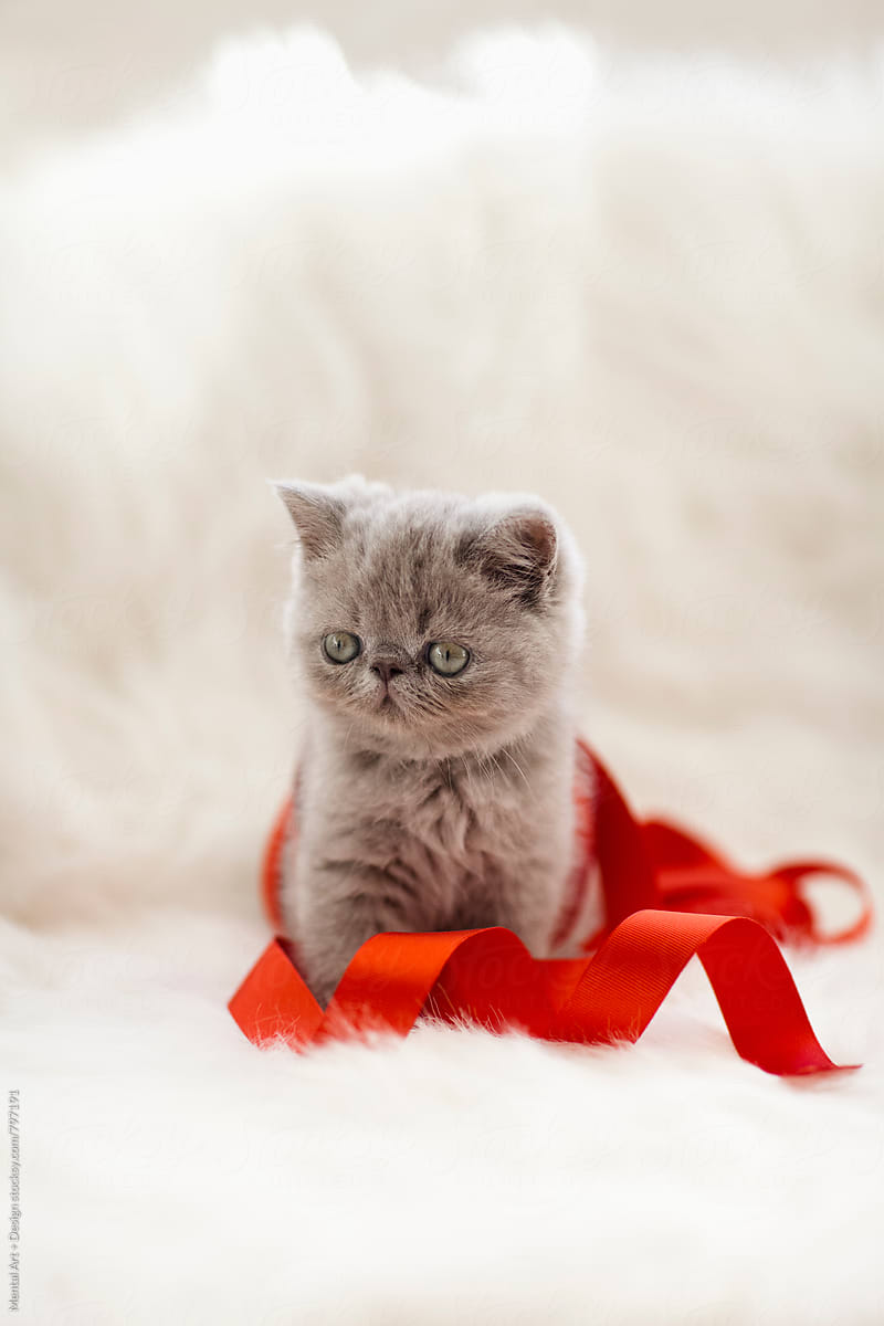 Kitten and Ribbon