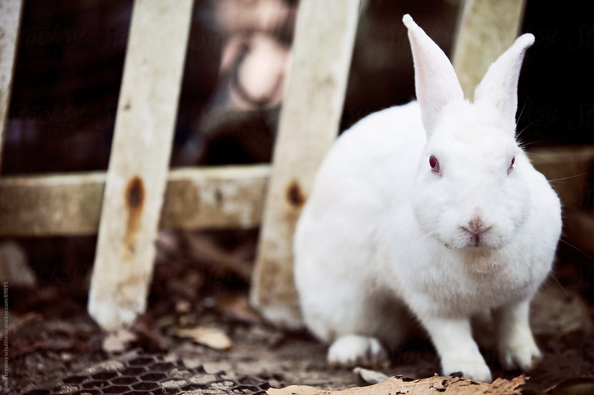 White rabbit sitting against a white picket fence