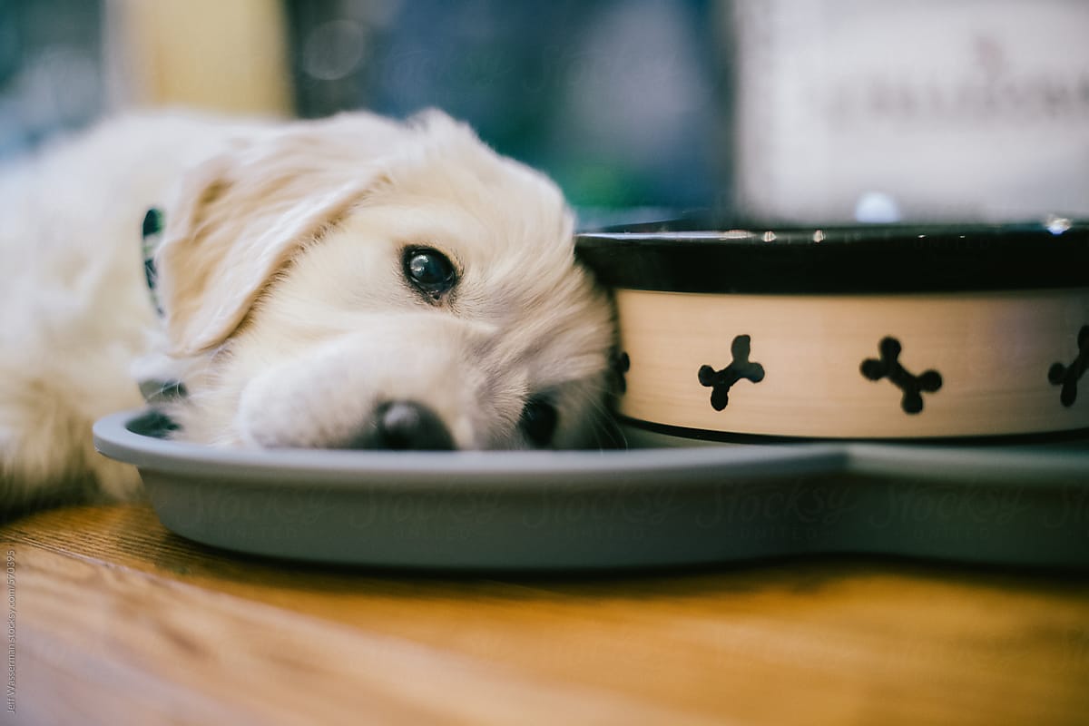 Golden Retriever Puppy Laying Against Food Bowl