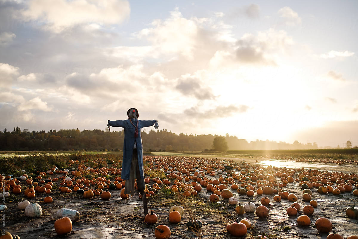 Scarecrow on Pumpkin Farm During Fall Season