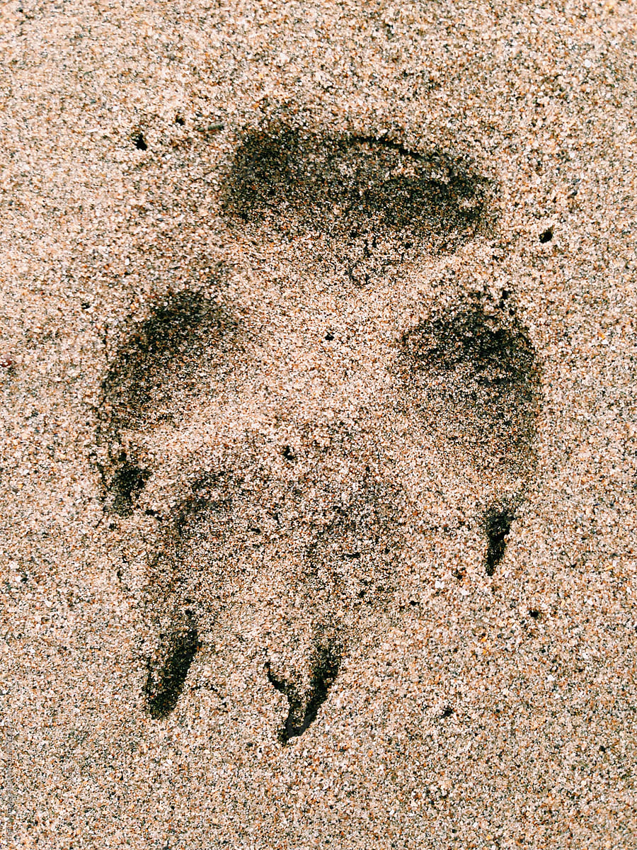 Coyote track in sand, closeup