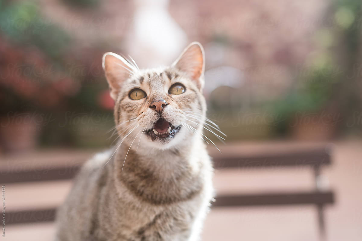 Distracted cat with open mouth
