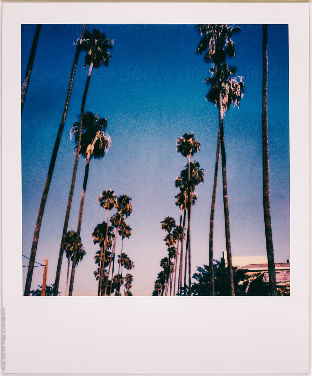 Los Angeles Palm Trees Vintage Polaroid