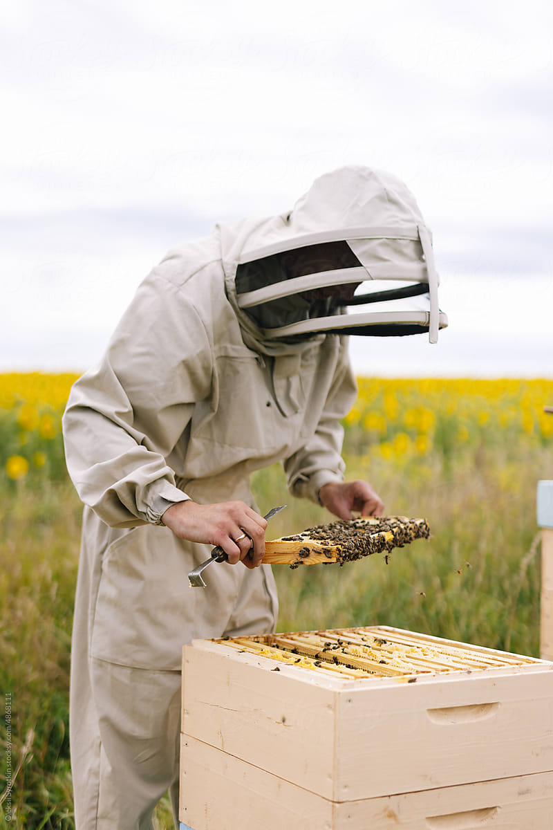 Apiarist honey equipment beehive