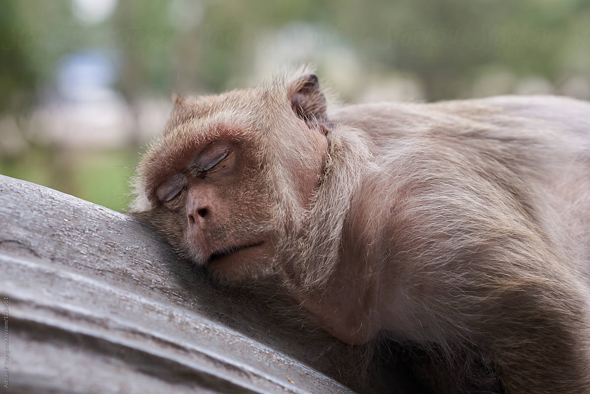 Monkey Asleep