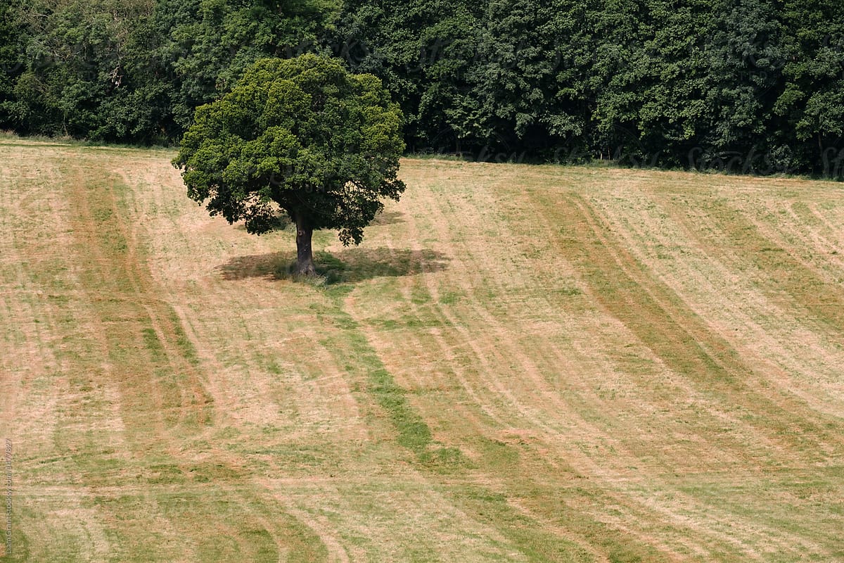 Tree and lines in a recently cut hay field. Ilam, Staffordshire,