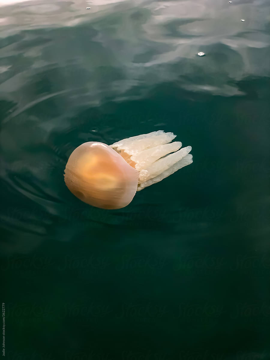 Barrel jellyfish