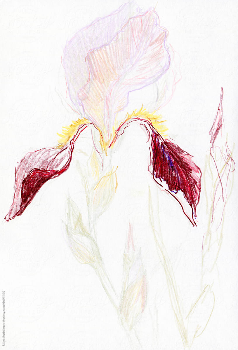 Drawing of garden iris on white background
