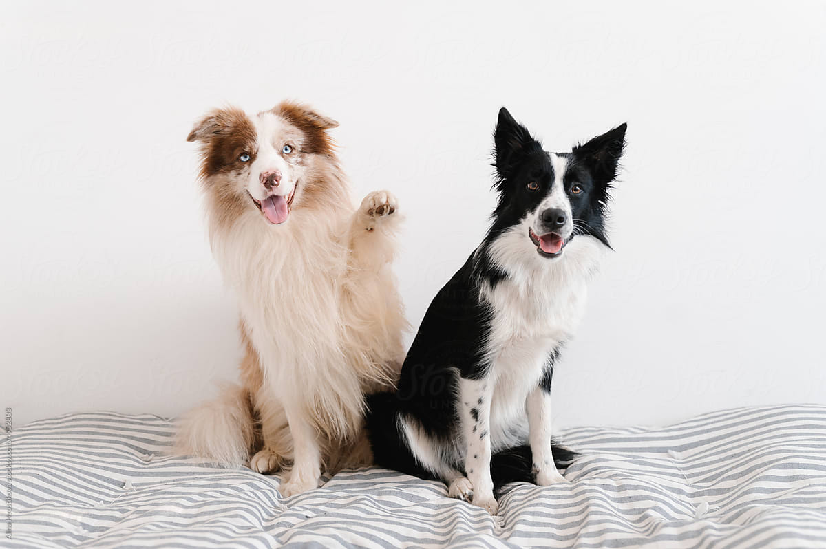 Obedient dogs sitting on mattress
