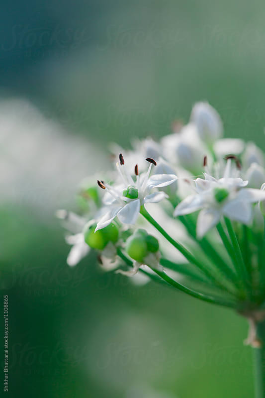 Close up of small white flowers.