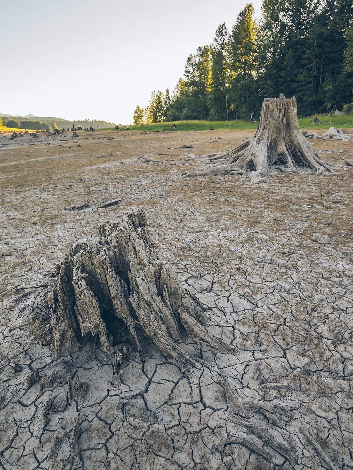 dead wood and drought land
