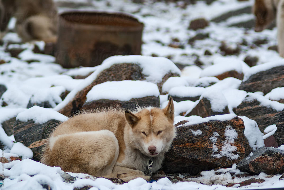 Sled Dog Sleeping in the Cold
