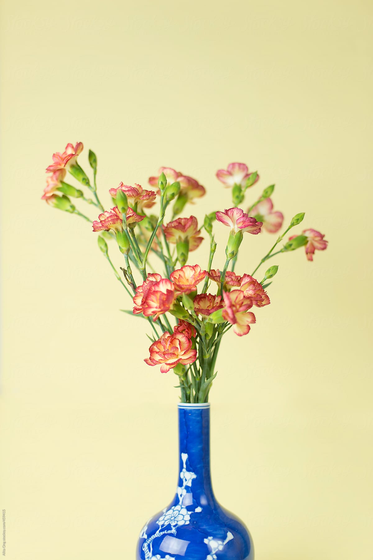 Carnation in blue vase