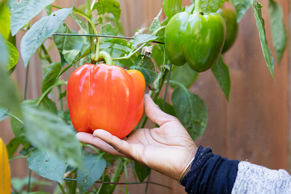 Closeup of a hand holding a red pepper still on the plant