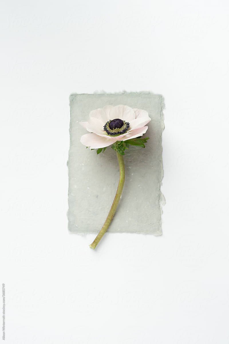 Single Flower On Handmade Paper