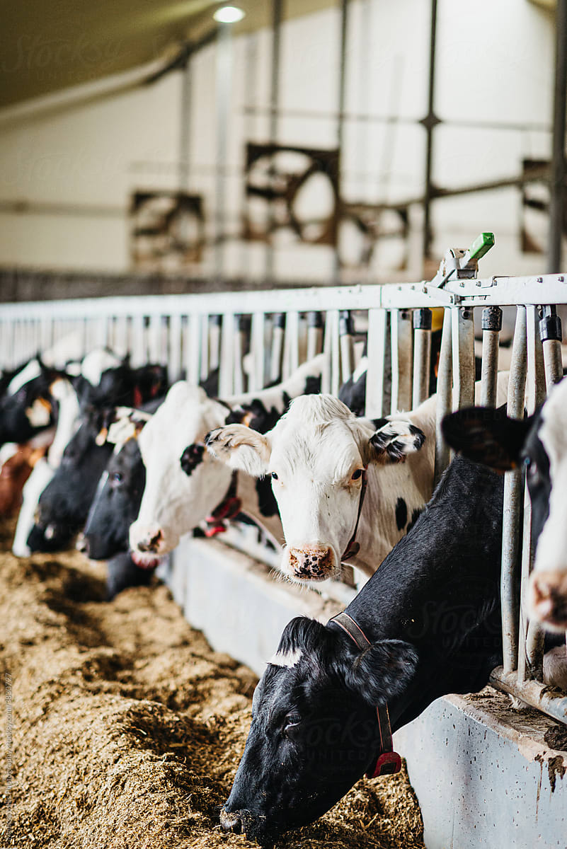 Dairy Cows in a shed