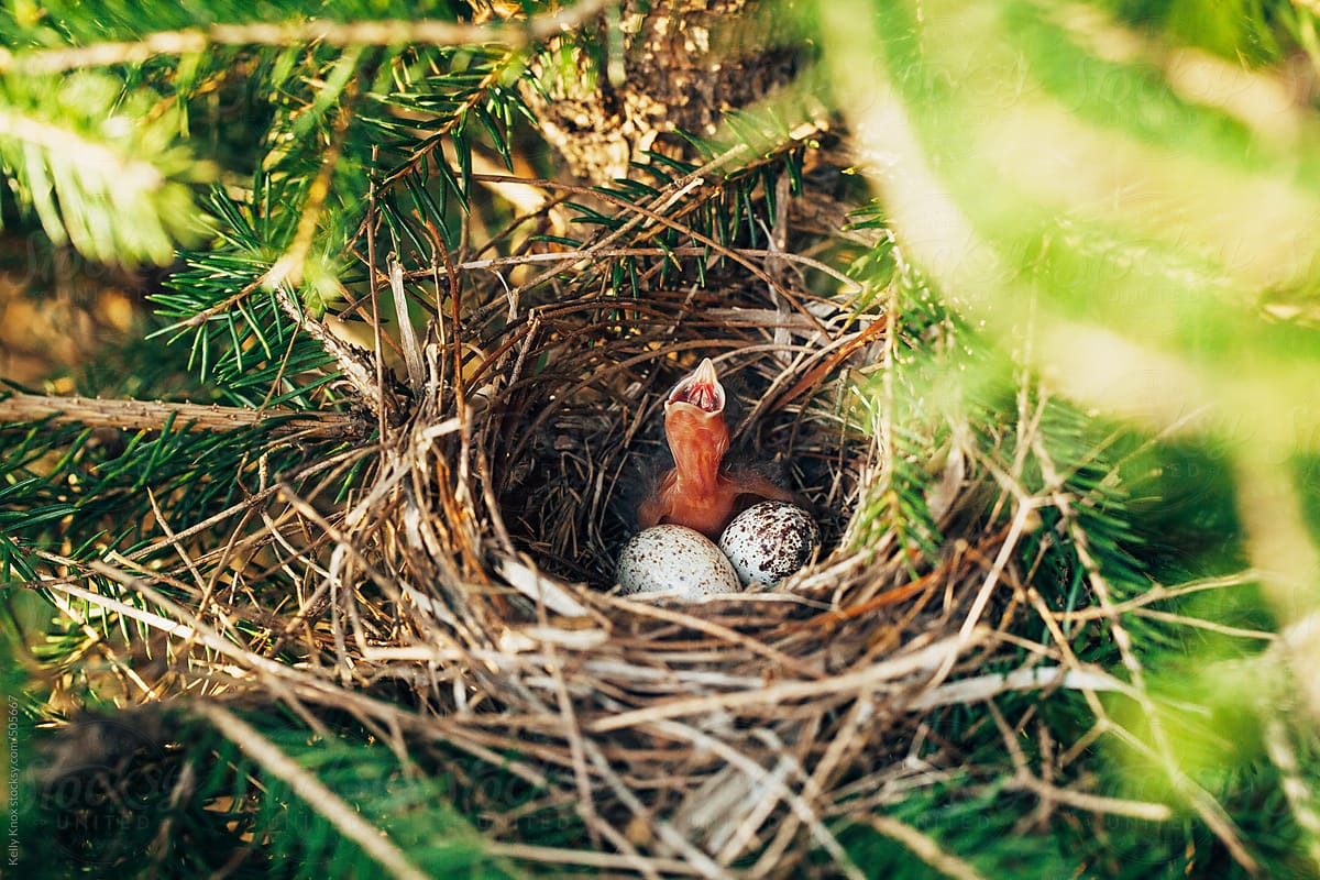 baby sparrow and eggs in a bird\'s nest