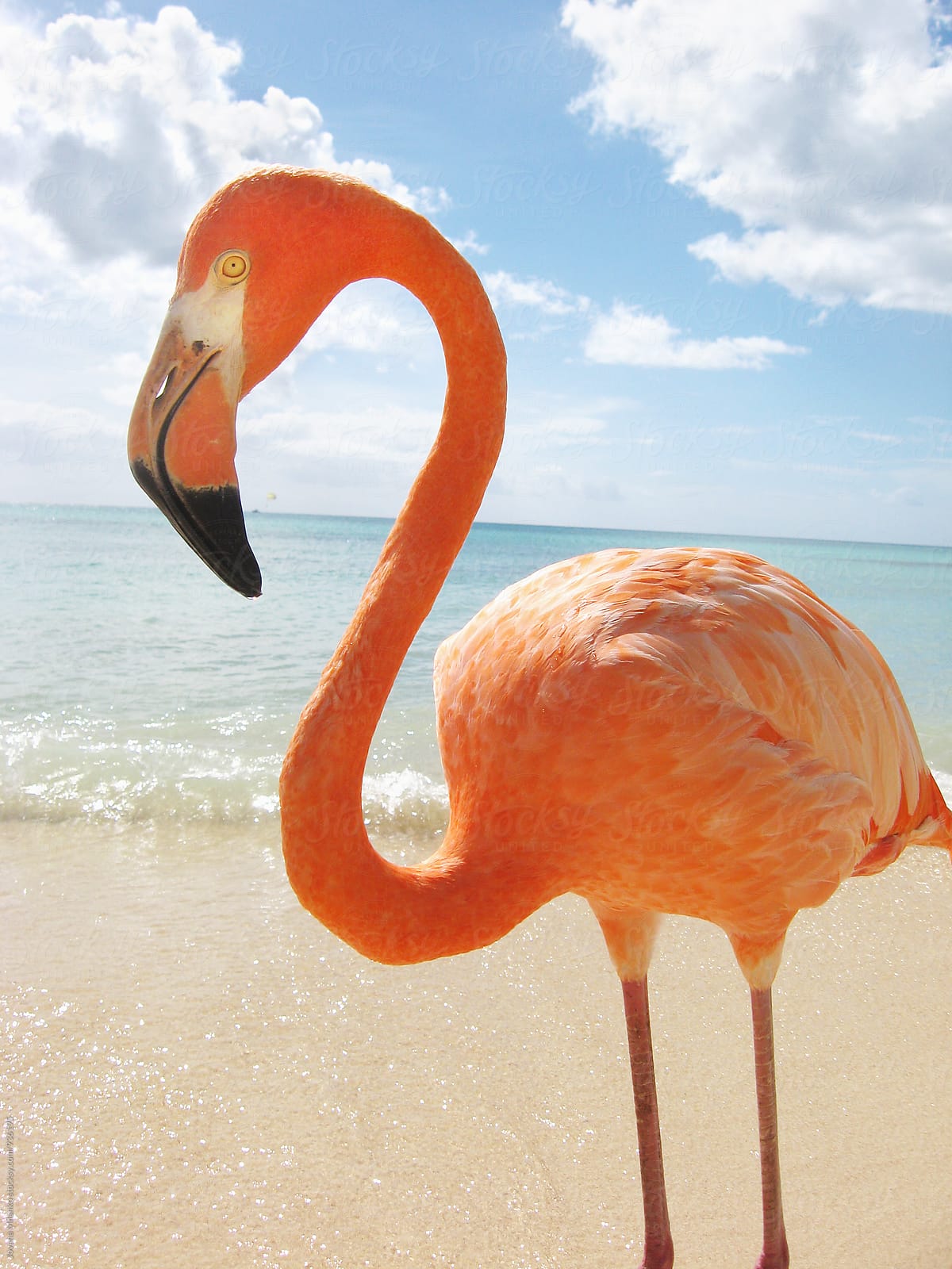 pink sand flamingo beach costa rica