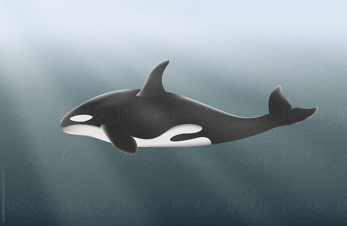 Killer Whale /Orca swimming in ocean. Environmental conservation