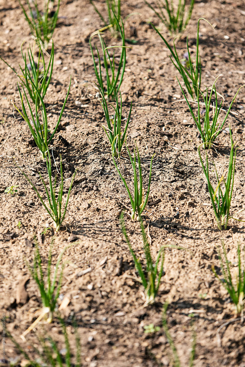 Farm: Rows Of Green Onions Coming Up Through Dirt