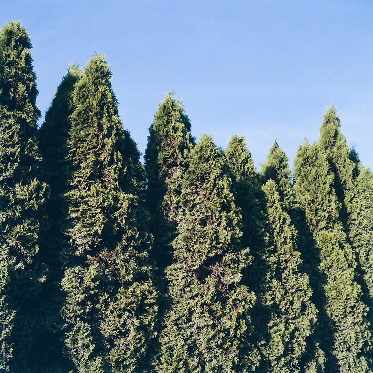 Row of tall evergreen hedges against blue sky