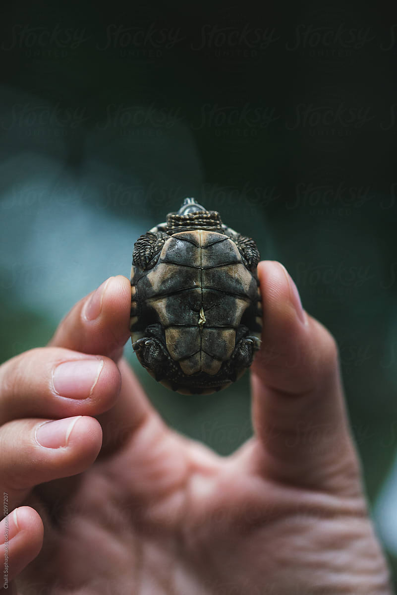 Baby Malayemy,Baby turtle