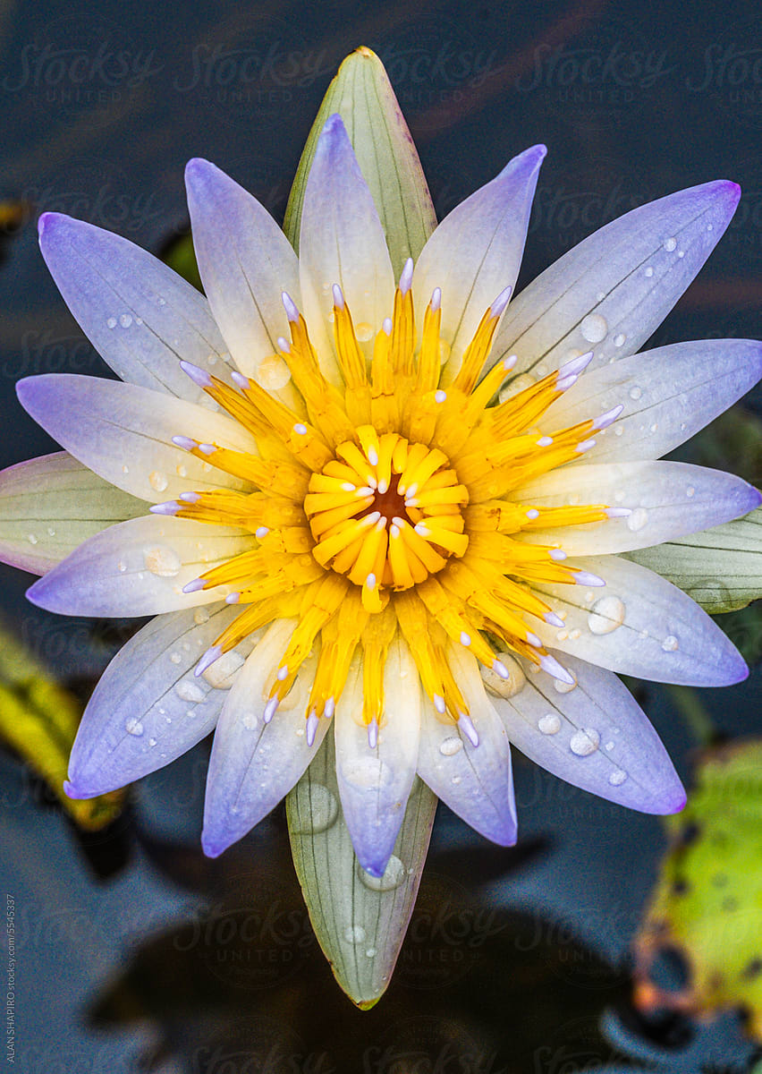 blue, yellow and white water lily